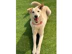 Adopt Harp a White - with Tan, Yellow or Fawn Labrador Retriever / Jindo / Mixed