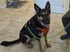 Adopt Jax--Courtesy Post a German Shepherd Dog / Mixed dog in Montpelier