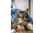 Adopt Lilly a All Black Domestic Shorthair / Mixed Breed (Medium) / Mixed (short