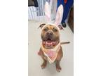 Adopt Gary a Tan/Yellow/Fawn Bullmastiff / Mixed dog in Mt.