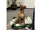 Adopt Olivia a Tan/Yellow/Fawn Boxer / Mixed dog in Davis, CA (41325156)