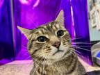 Adopt Evan a Brown Tabby Domestic Shorthair / Mixed Breed (Medium) / Mixed