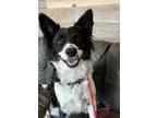 Adopt Abbie a White Border Collie / Mixed dog in Twin Falls, ID (41325054)