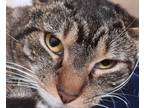 Adopt Maple a Brown Tabby Domestic Shorthair / Mixed Breed (Medium) / Mixed