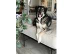 Adopt Tanny a Tricolor (Tan/Brown & Black & White) Great Pyrenees / Alaskan