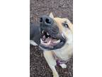Adopt Irwin a Tan/Yellow/Fawn German Shepherd Dog / Mixed Breed (Medium) / Mixed
