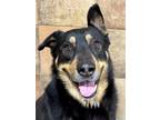 Adopt Toby a Black Beauceron / Mixed Breed (Medium) / Mixed (short coat) dog in