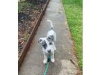 Adopt Sammy a American Pit Bull Terrier / Mixed Breed (Medium) / Mixed dog in