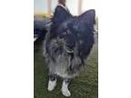 Adopt Marley a Pomeranian / Mixed dog in San Diego, CA (41224854)