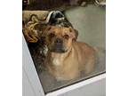 Adopt Zoe a Tan/Yellow/Fawn Mixed Breed (Small) / Mixed Breed (Medium) / Mixed