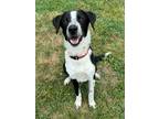 Adopt Carlisle a Australian Cattle Dog / Mixed Breed (Medium) / Mixed dog in