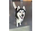 Adopt Notus a Black - with Gray or Silver Mixed Breed (Large) / Mixed dog in