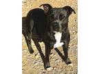 Adopt Playful a American Pit Bull Terrier dog in Windsor, CO (41324285)