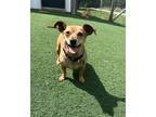 Adopt Micah a Tan/Yellow/Fawn - with White Dachshund / Mixed dog in Salisbury