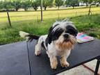 Adopt Mindy a Tricolor (Tan/Brown & Black & White) Shih Tzu / Mixed dog in