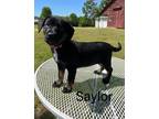 Adopt Saylor a Black - with White German Shepherd Dog / Mixed dog in Salisbury