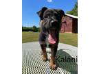 Adopt Kalani a Tricolor (Tan/Brown & Black & White) German Shepherd Dog / Mixed