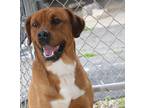 Adopt Scrappy (Photos 4/9/2024) a Brown/Chocolate - with White American Pit Bull