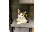 Adopt Merlin a Gray, Blue or Silver Tabby Domestic Shorthair / Mixed (short