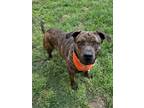 Adopt Maddox a Brown/Chocolate - with Black Mastiff / Boxer / Mixed dog in Pilot