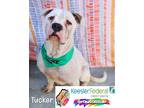 Adopt Tucker a American Pit Bull Terrier / Mixed dog in Gautier, MS (39951644)