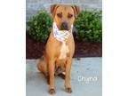 Adopt Chyna a Black Mouth Cur / Mixed dog in Gautier, MS (40847767)