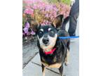 Adopt MacKenzie a Black - with Tan, Yellow or Fawn Miniature Pinscher / Mixed