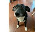 Adopt Lucy a Border Collie / Mixed dog in New Orleans, LA (40964478)