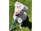 Adopt Barley a White Bull Terrier / Mixed Breed (Medium) / Mixed (short coat)