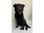 Adopt Zena a Labrador Retriever / German Shepherd Dog / Mixed dog in Topeka
