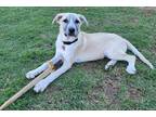 Adopt LeFou a White - with Gray or Silver Great Pyrenees / Anatolian Shepherd /