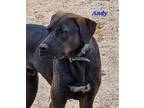 Adopt Andy a Black Labrador Retriever / Mixed dog in Calexico, CA (41323553)