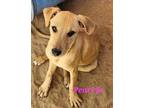 Adopt Pearl Jr. a Red/Golden/Orange/Chestnut Labrador Retriever / Mixed Breed