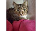 Adopt Louise a Brown Tabby Domestic Shorthair / Mixed Breed (Medium) / Mixed