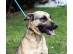 Adopt Ryder a Tan/Yellow/Fawn - with Black Belgian Malinois / Anatolian Shepherd