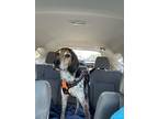 Adopt Charlotte a Tricolor (Tan/Brown & Black & White) Beagle / Treeing Walker