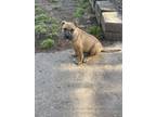 Adopt Clover a Brown/Chocolate - with Black Boxer / Shepherd (Unknown Type) dog