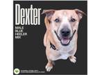 Adopt Dexter a Brown/Chocolate - with White Blue Heeler / Boxer dog in