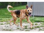 Adopt Zeus a Brown/Chocolate German Shepherd Dog / Mixed Breed (Medium) / Mixed