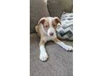 Adopt Kellen a Brown/Chocolate - with White Australian Shepherd / Corgi dog in
