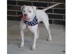 Adopt Kaynin a White Pit Bull Terrier dog in Lafayette, IN (40713886)