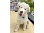 Adopt Stanley a Australian Shepherd / Mixed dog in Troy, IL (41322367)
