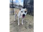 Adopt Sugar a White American Pit Bull Terrier / Mixed Breed (Medium) / Mixed