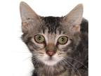 Adopt Sandra - center a Brown Tabby American Shorthair / Mixed (short coat) cat