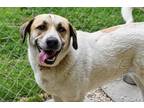 Adopt Roo a Tan/Yellow/Fawn Mixed Breed (Small) / Mixed Breed (Medium) / Mixed