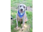 Adopt CHAOS a Gray/Blue/Silver/Salt & Pepper Weimaraner / Labrador Retriever /