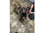 Adopt Duke a Terrier (Unknown Type, Small) / Mixed dog in Darlington