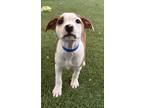 Adopt Mateo a White - with Brown or Chocolate Australian Cattle Dog / Parson