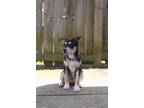 Adopt Kinsley a Black - with Tan, Yellow or Fawn Basenji / Carolina Dog / Mixed