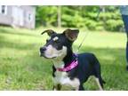 Adopt Kinsley a Black - with Tan, Yellow or Fawn Carolina Dog / Basenji / Mixed